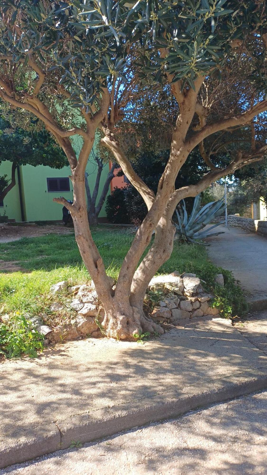 Apartament Dairos2 Mali Lošinj Zewnętrze zdjęcie
